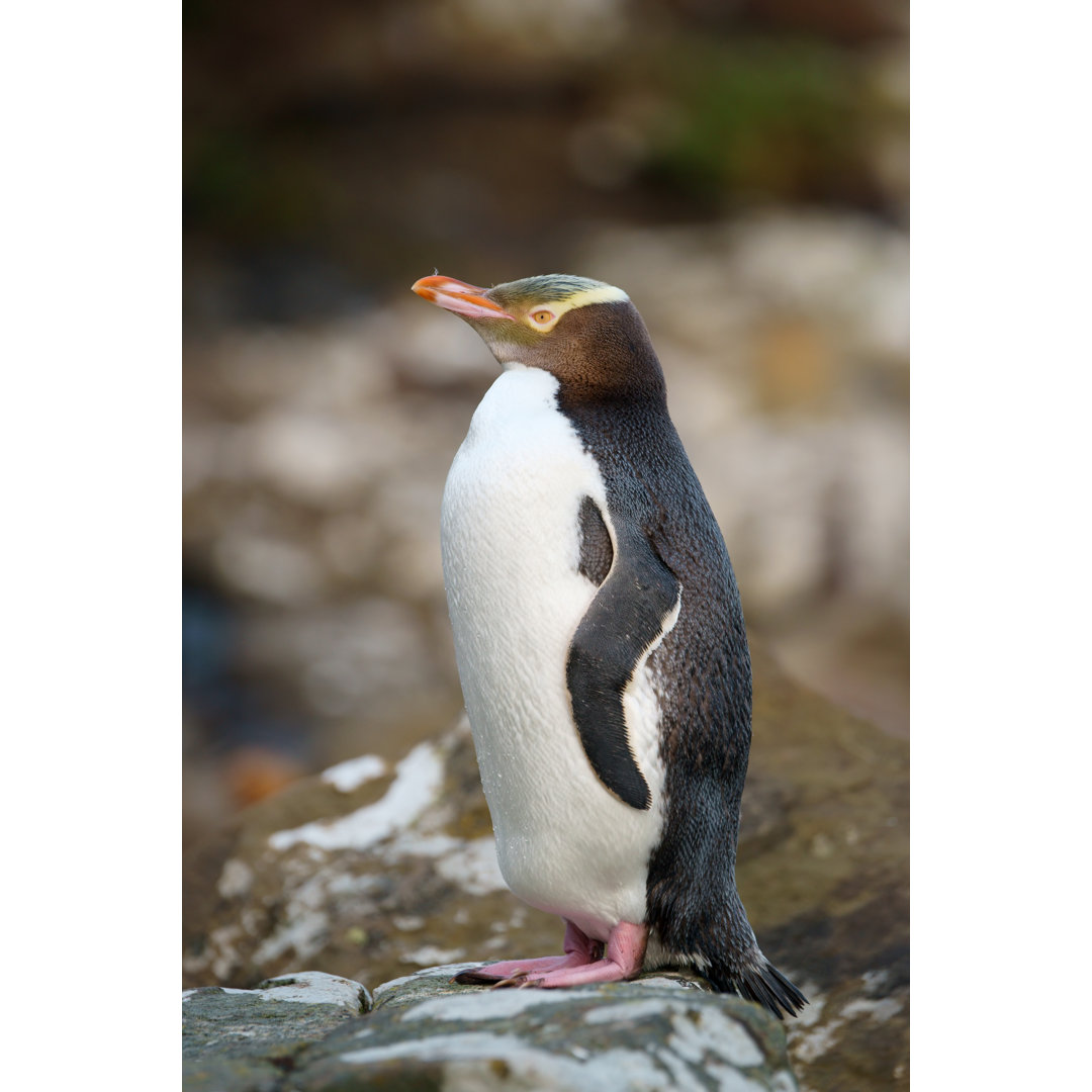 Leinwandbild Gelbaugenpinguin