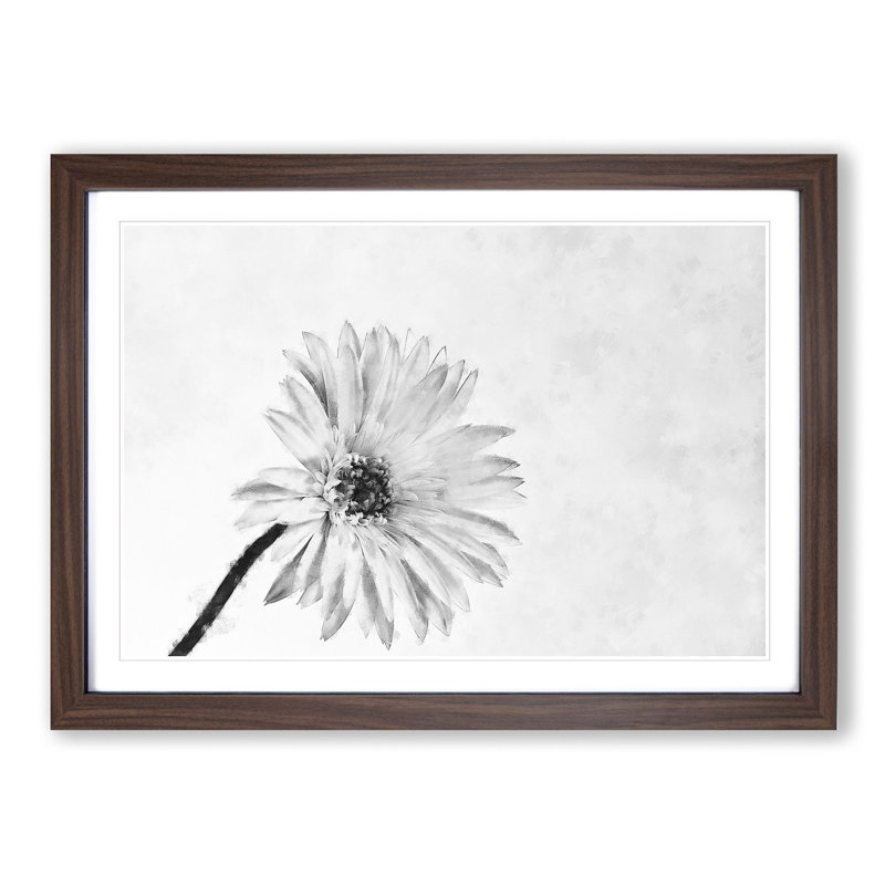 Flower Sketch - Picture Frame Graphic Art Print, Walnut Framed, 33cm H x 45cm W x 2cm D