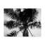 «Palm Tree Looking III» par Debra Van Swearingen - reproduction de photo sur toile-663417763