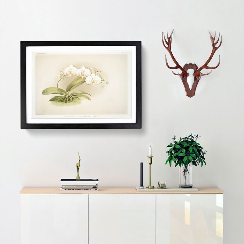 Magnolia Flowers Illustration Tab. 11 by Frederick Sander - Framed Print, Black Framed, 48cm H x 65cm W x 2cm D