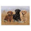 «Dog Trio & Ducks» par Victoria Schultz-1090025206