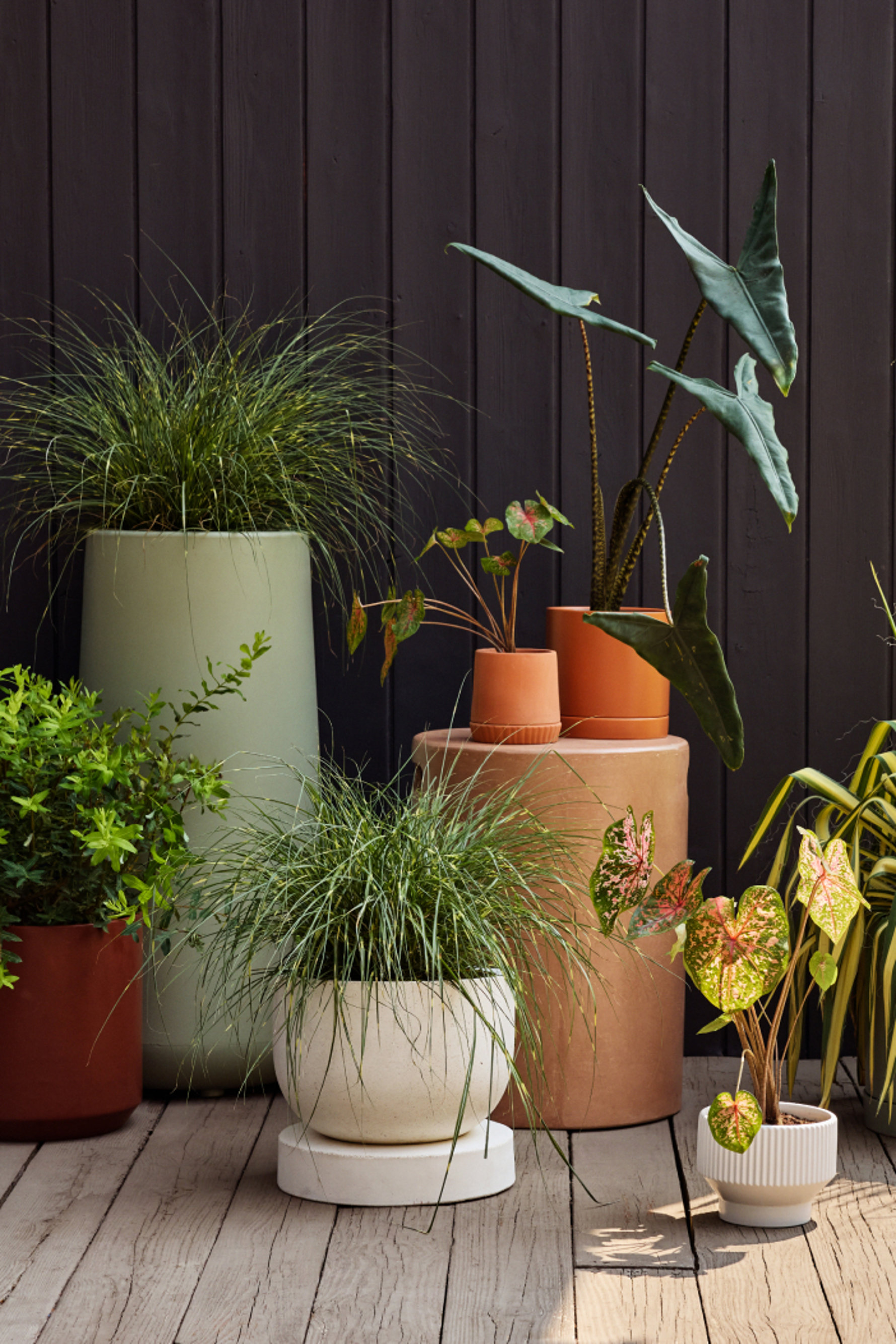 Assorted potted plants.