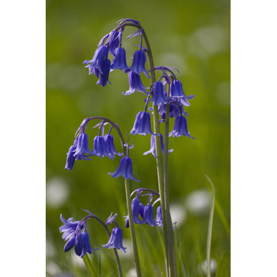 " Close-up Of Bluebells "