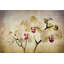«Pale Orchids Wide» par Honey Malek - impression sur toile tendue-16030836