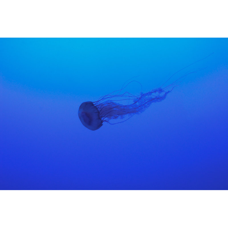 La Meduse Print, 16" H x 24" W