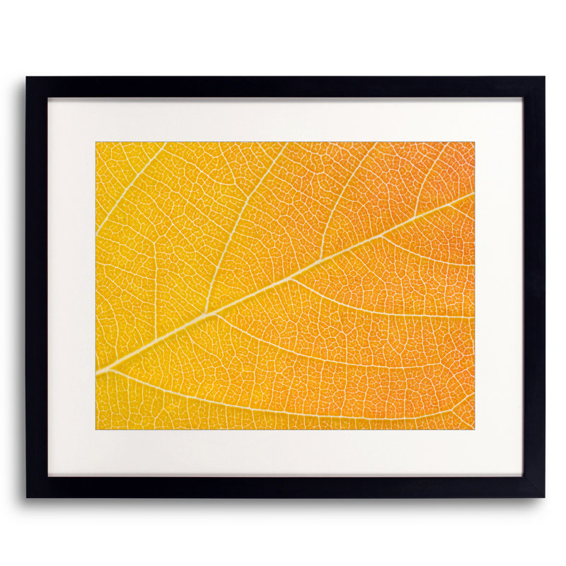 Feuille d'automne par Philippe Moisoux - photographie, Papier avec cadre noir, H 17,2 po x l 21,2 po