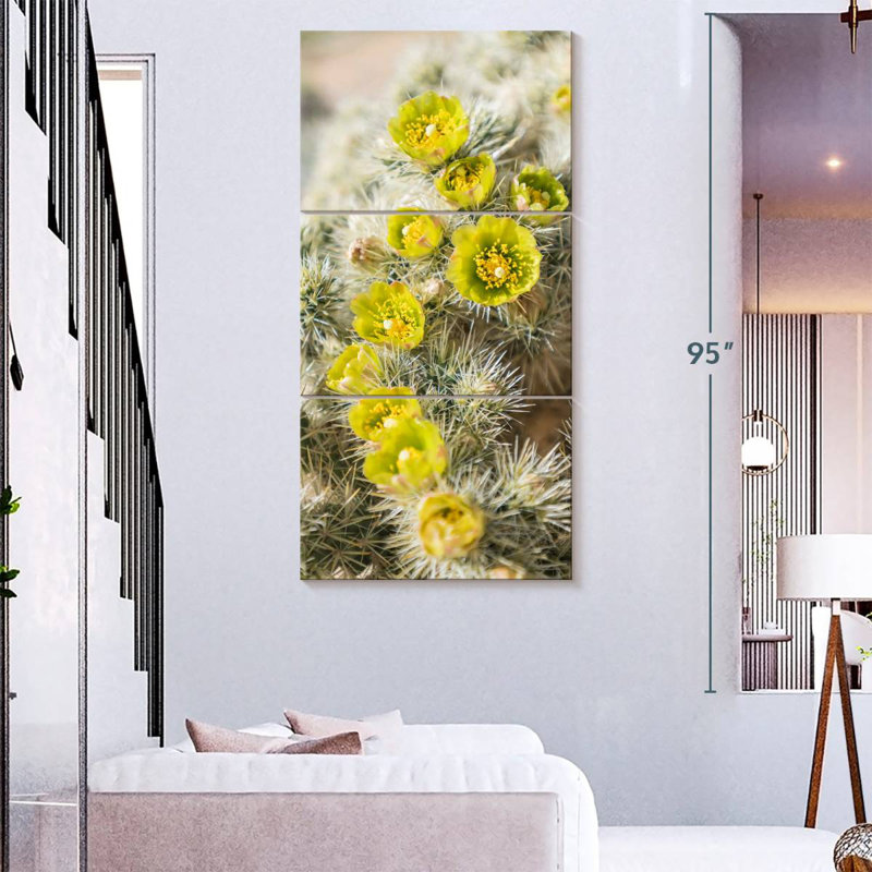 Cactus argenté Cholla