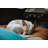 Ameeliah Cotton Polyester Pet Bed-1137731544-1144304056