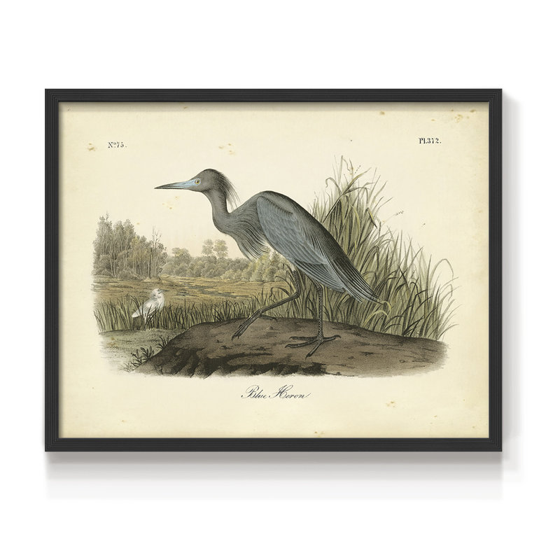 Audubons Blue Heron -Framed Print - Restickable, Black, 16" H x 20" W