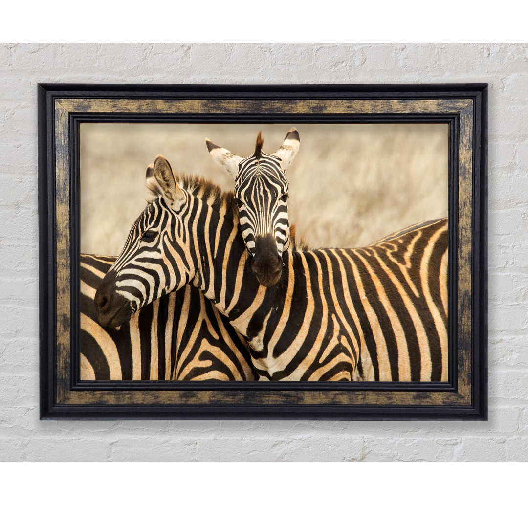 Zebra Duo Love Gerahmter Druck