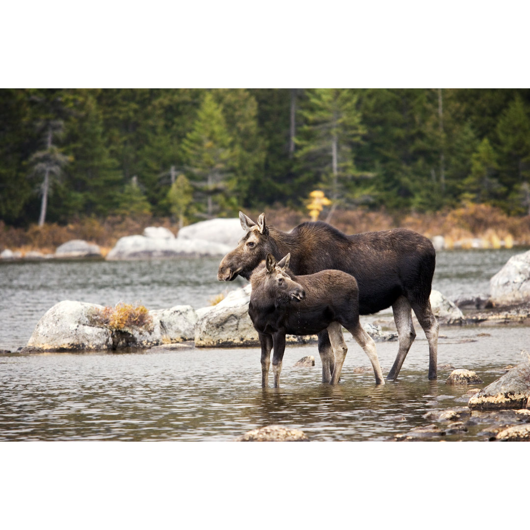 Leinwandbild Elchmutter und einjähriges Kalb