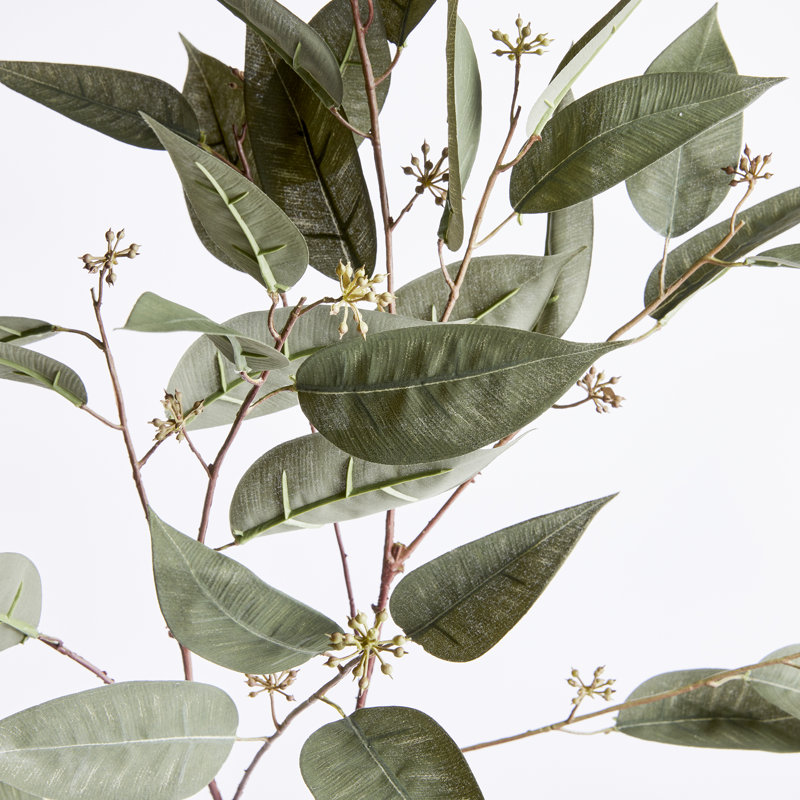 41-Inch Eucalyptus Seed Stem