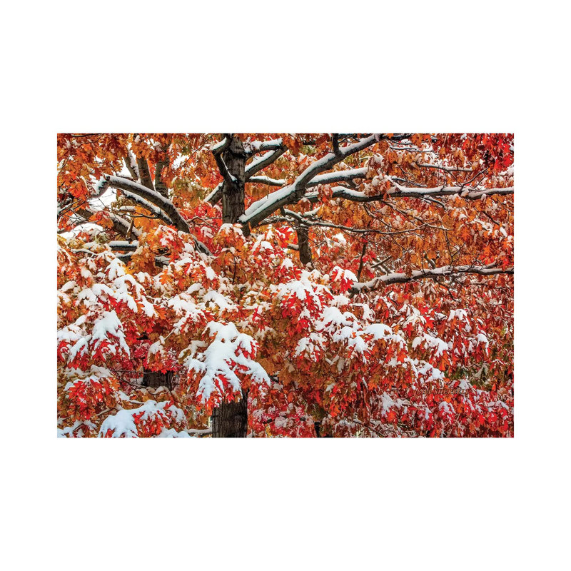Seasons Of Change by Bill Sherrell - Gallery-Wrapped Canvas Giclée on Canvas, 20.32 cm H x 30.48 cm W, Canvas
