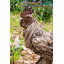 Statue coq debout en bois flotté