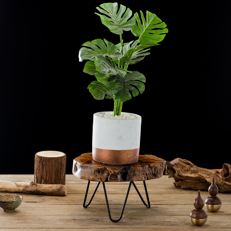 Support pour plante Dontell, H 4,5 po x L 8,5 po x P 8 po