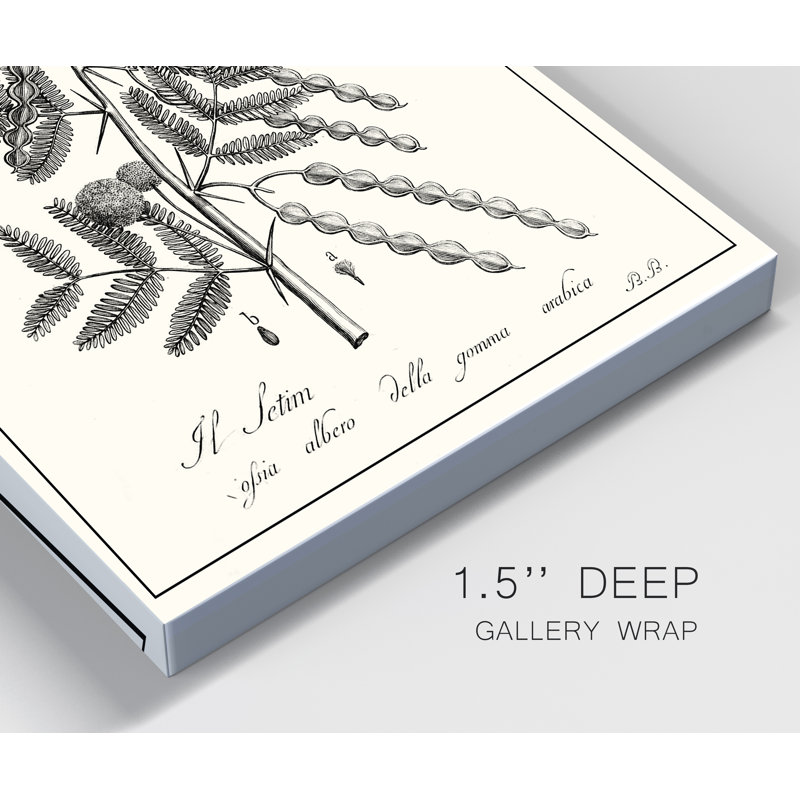 «Antique Black and White Botanical», reproduction d'art sur toile tendue, H 48 po x l 32 po x P 1 po
