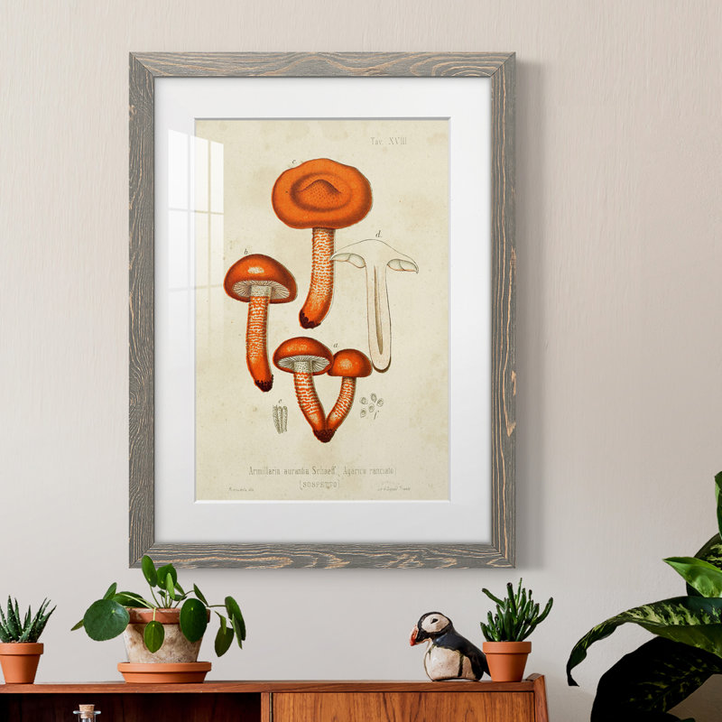 Champignon Variétés IV encadré mat - prêt à accrocher, Cadre gris, H 24 po x l 20 po x P 1 po
