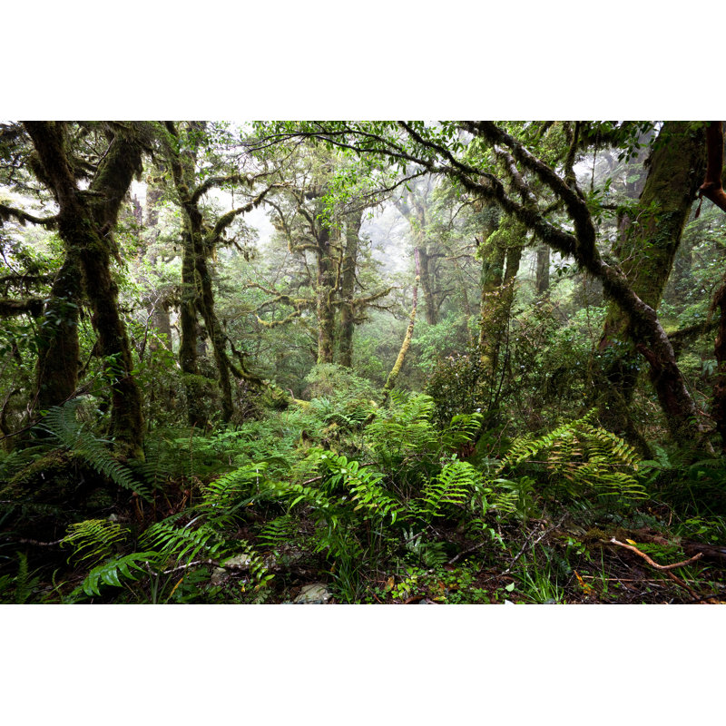 New Zealand Rain Forest by Stevegeer - No Frame Art Prints on Canvas, 81cm H x 122cm W