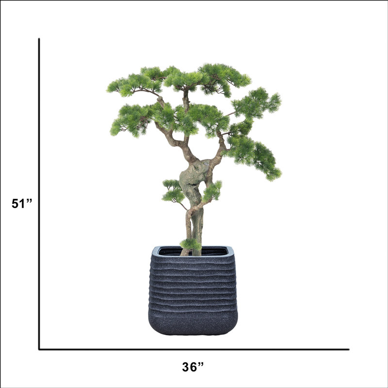 50,57 "H Bonsaï beauté véritable, Gris