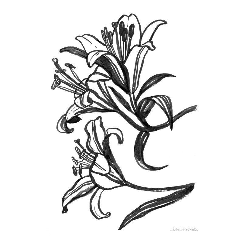 «Ink Lilies II» par Sara Zieve Miller - impression sur toile tendue, H 16 po x l 12 po