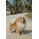 Animals Weather Resistant Water Resistant UV Resistant Polyresin Garden Statue