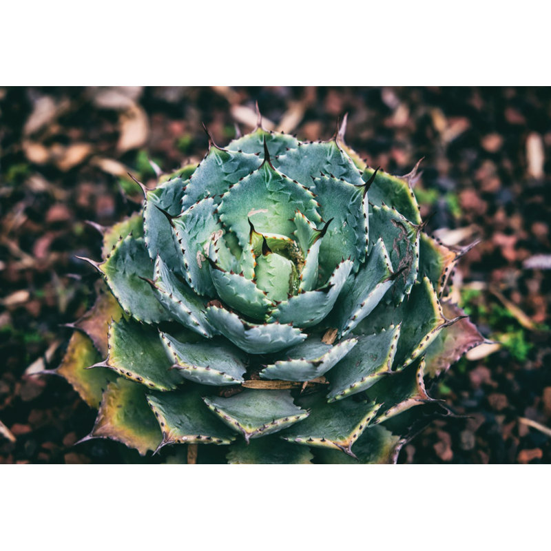 Spiky Succulent - Wrapped Canvas Art Prints, 30cm H x 46cm W x 3.8cm D
