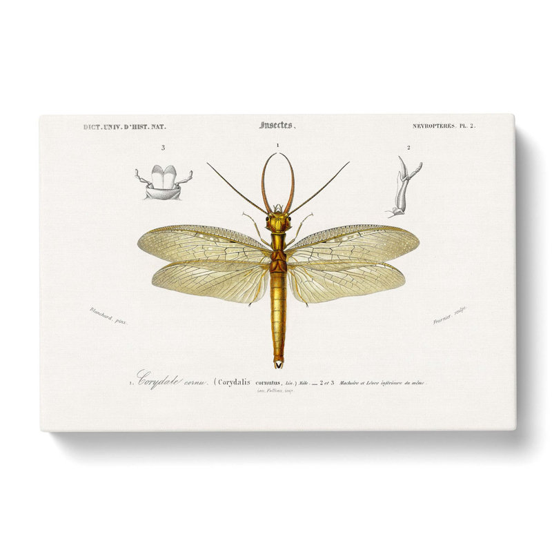Eastern Dobsonfly by Charles D' Orbigny - Wrapped Canvas Painting, 35cm H x 50cm W x 3cm D