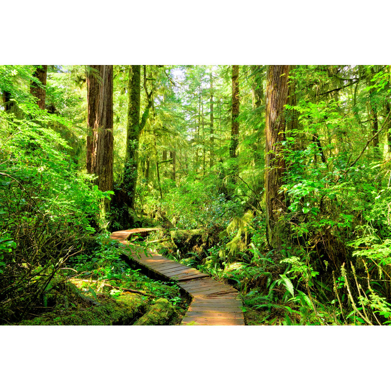 Pacific Rim National Park by Jenifoto - Wrapped Canvas Print, 81cm H x 122cm W