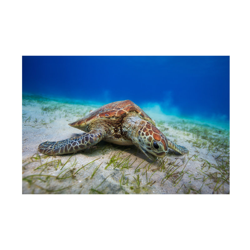 Art sur toile, tortue verte Barathieu, H 12 po x l 19 po