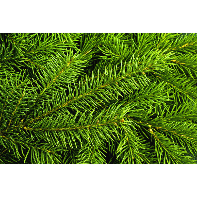 Christmas Tree - Wrapped Canvas Print, 81cm H x 122cm W x 3.8cm D