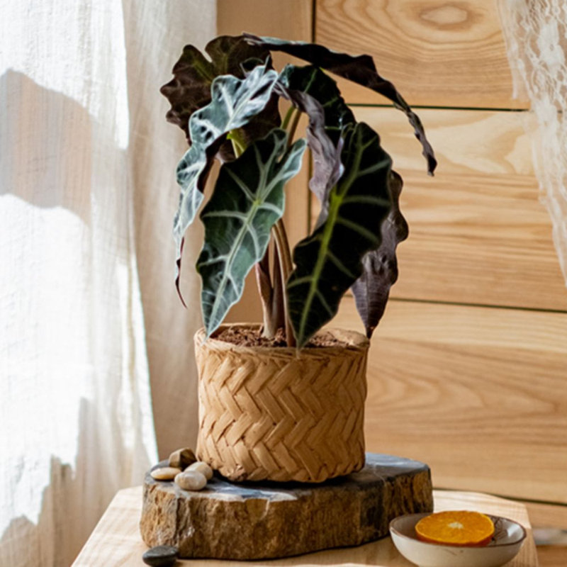 Pot Planter, 3.3" H x 4.1" W x 5.3" D