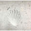 6" x 6" SeaStone Scallop Fossil Impression Decorative Accent Tile in White​