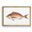 «Small Small Antique Fish III», reproduction d'art graphique sur toile encadrée-1550136878-1550136873