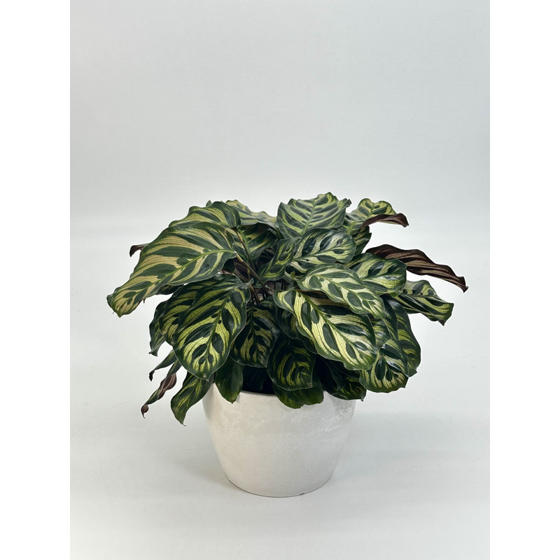 6" Calathea Makoyana