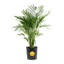 Cat Palm in Nursery Pot