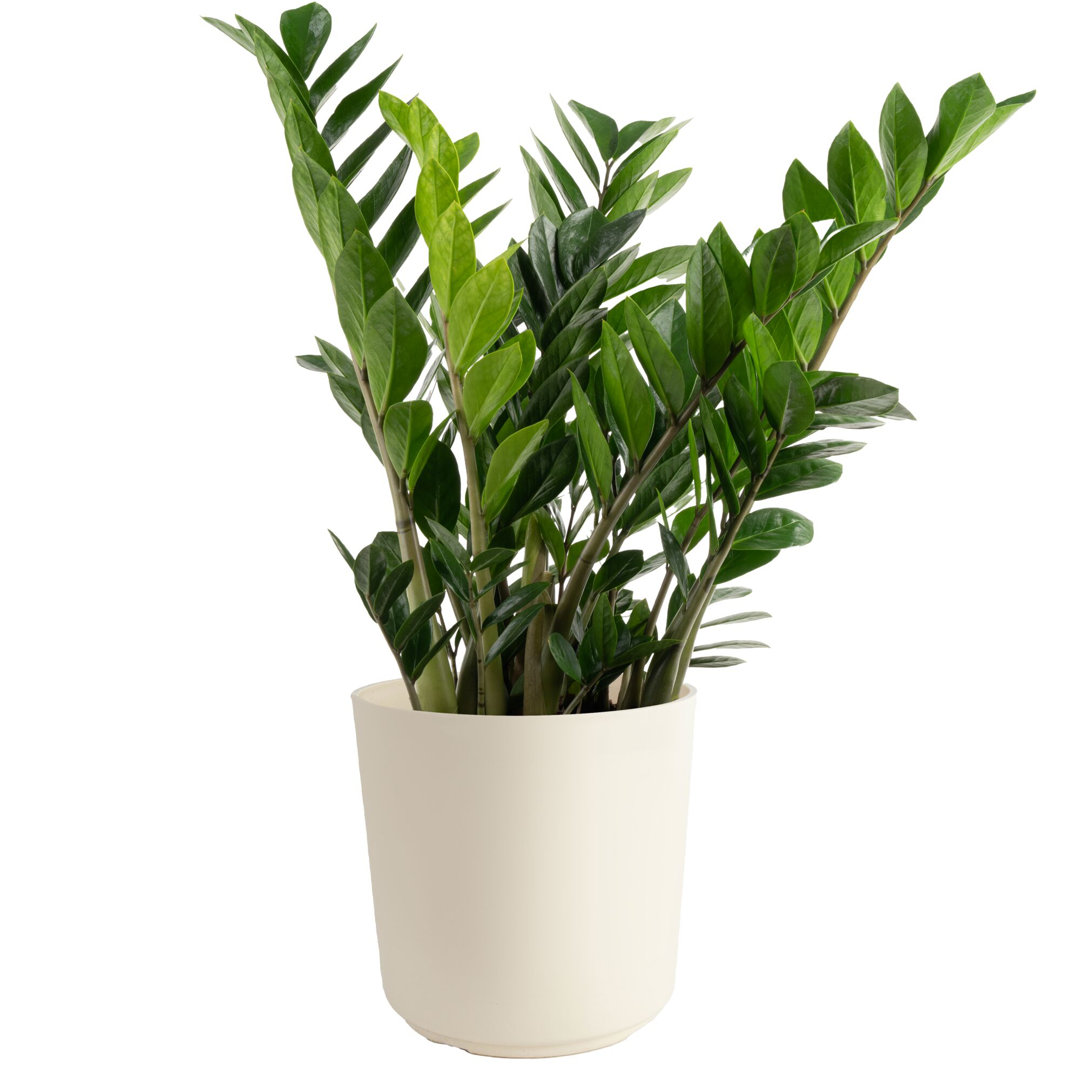 Costa Farms Indoor ZZ Plant Zamioculcas Zamiifolia House Plant in 10-inch Décor Pot Costa Farms