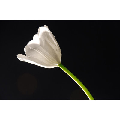 Dewy White Tulip On Black - Wrapped Canvas Print