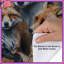 Housses de couette Group of Foxes-123335258