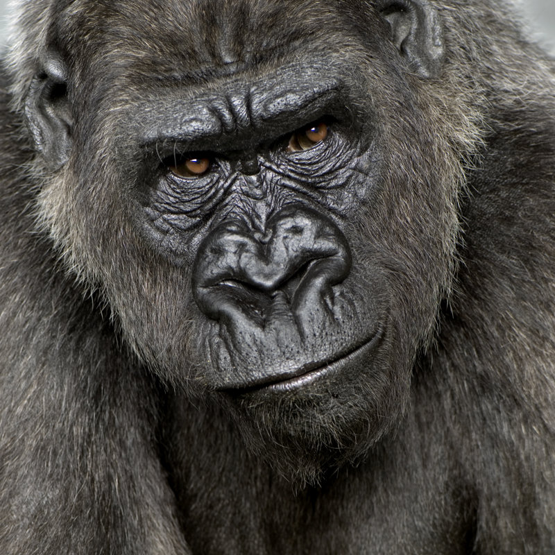 Young Gorilla by GlobalP - Wrapped Canvas Print, 76cm H x 76cm W