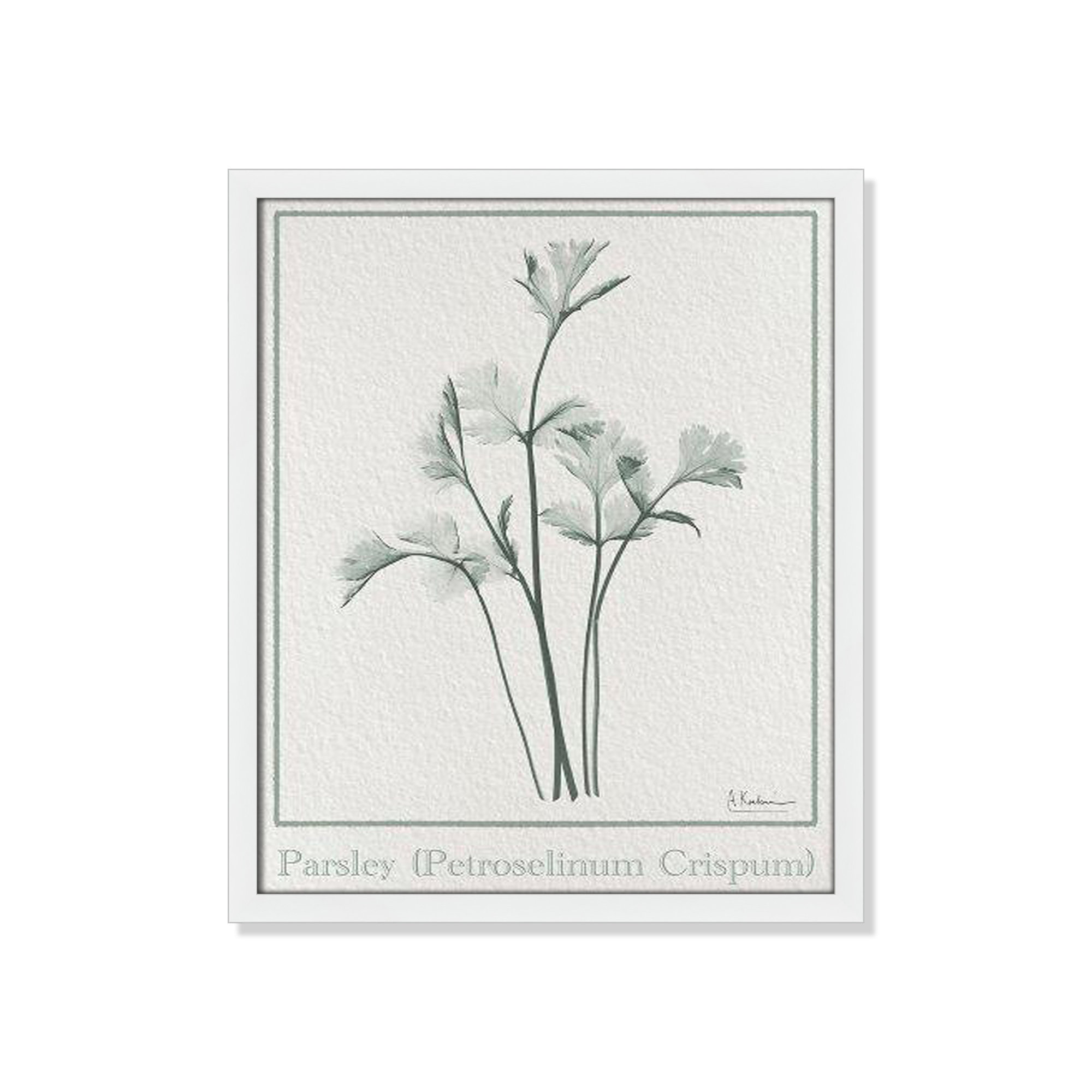 Parsley II Framed On Paper by Albert Koetsier Print, Satin White Framed Paper, 19" H x 16" W x 1.25" D