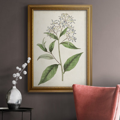 Toile encadrée de qualité supérieure Antique Botanical Collection