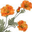 33 po Wild Poppy -1756936896