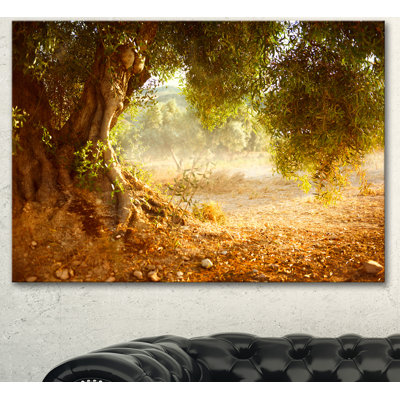 Landscape Old Olive Tree Canvas Photograph - Beautiful Olive Tree