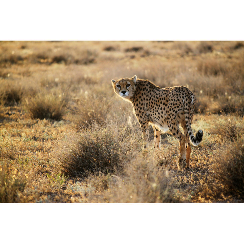 Cheetah - Wrapped Canvas Print, 81cm H x 122cm W x 3.8cm D
