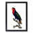 Black Framed selected