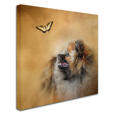 «Butterfly Dreams Pomeranian», impression sur toile tendue Vidur