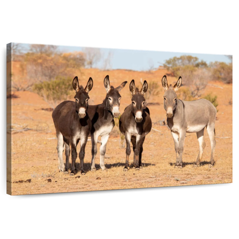 Australian Outback Donkeys, 34" H x 51" W