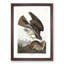 Common Buzzard & Rabbit by John Audubon - Picture Frame Painting Print-55686108-55686109