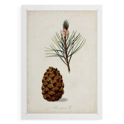 Antique Tree Study V -Canvas Print Only - NOT FRAMED