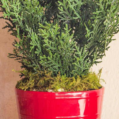 27'' Faux Cedar Tree in Ceramic Planter